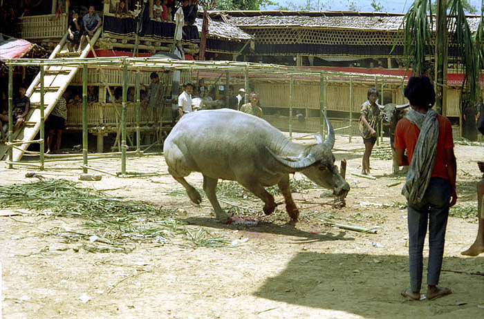 Buffalo sacrifice at a Toraja funeral