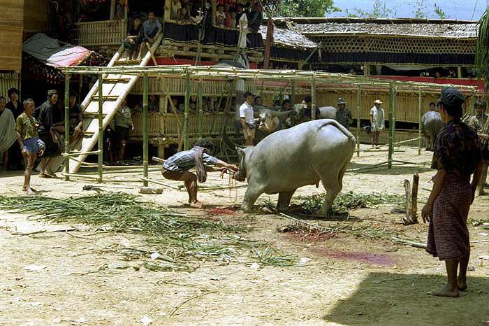 Buffalo sacrifice at a Toraja funeral