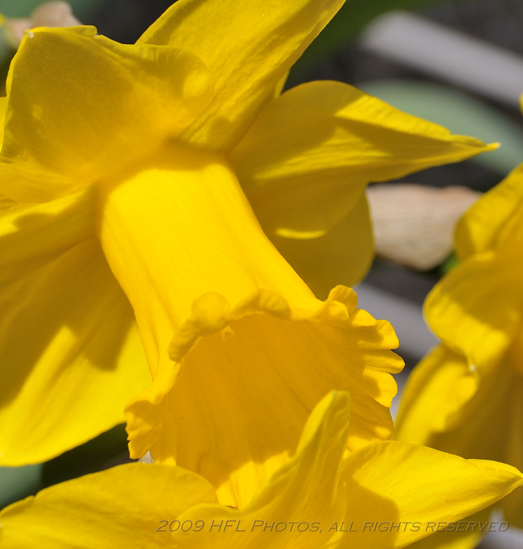 Daffodils_20090417_39 backyard.JPG