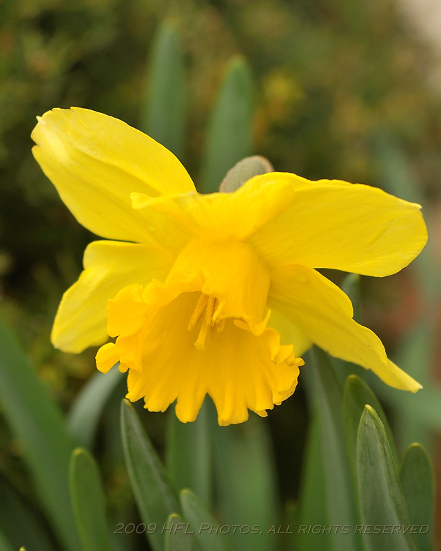 Week 18 - Daffodil