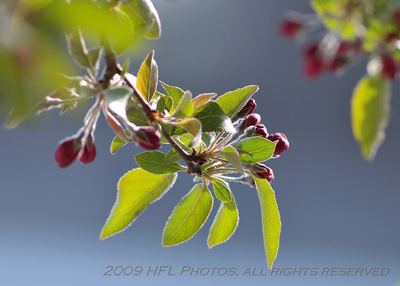 Airial Easthmptn_20090426_12 Crabapple abloom.JPG