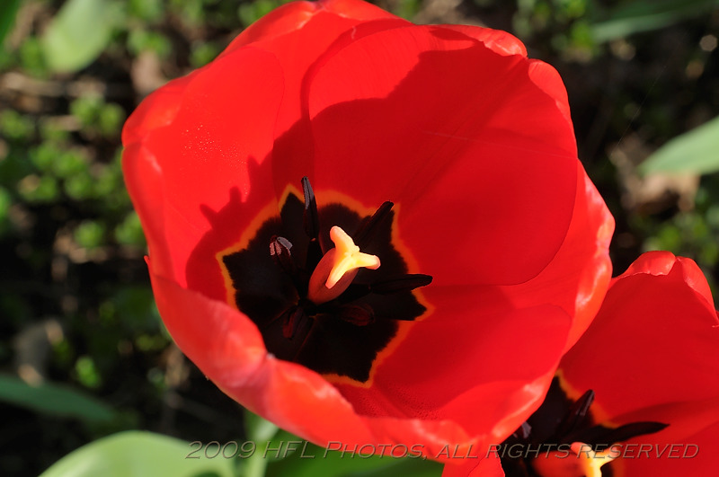 Early Tulips at Peak25.JPG