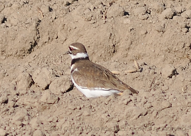 Common Ringed Plover 20100531_77 in Plowed Field.JPG