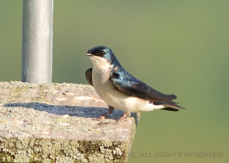 20100521_72 7am Birding.JPG