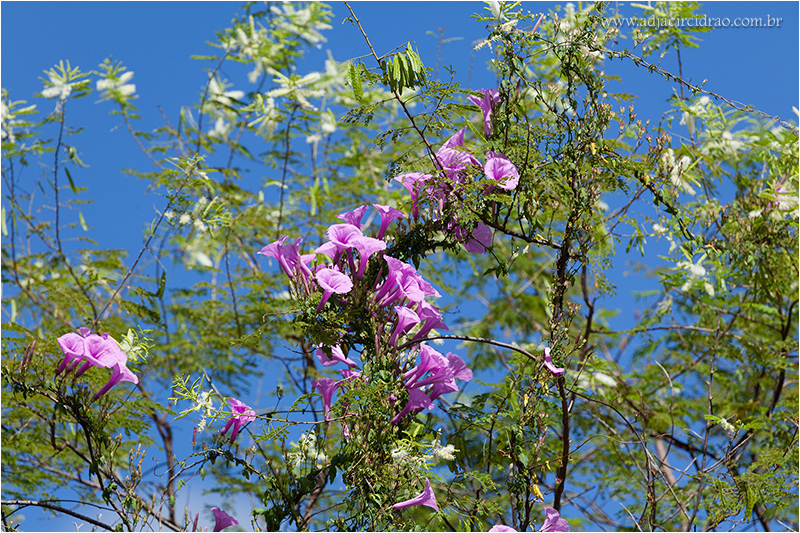 Natureza