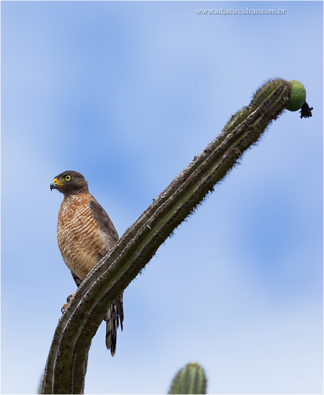 Carijo-4.JPG