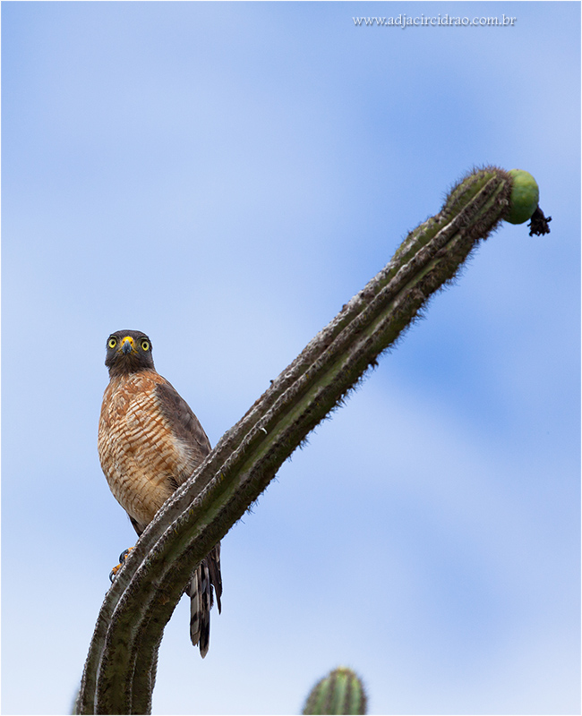 Carijo-5.JPG