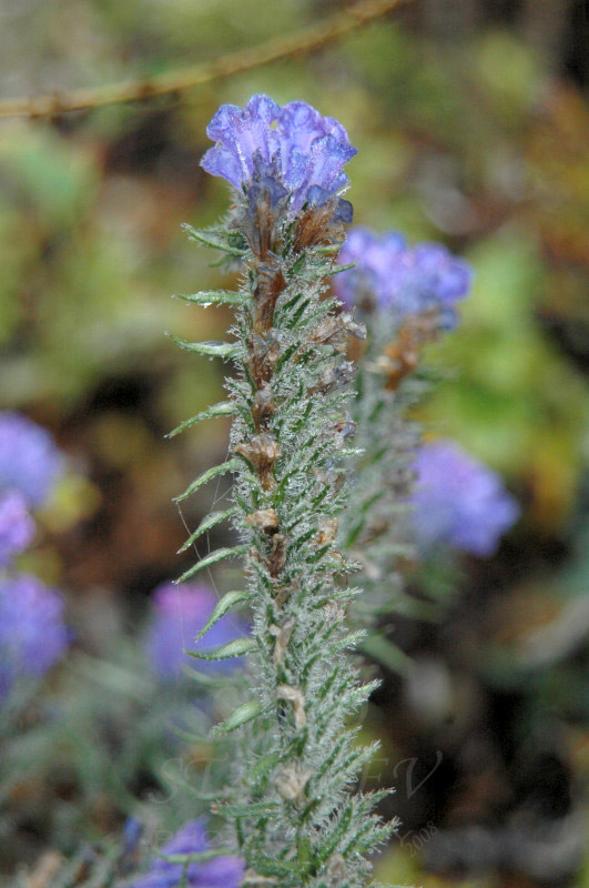 DSC_0003.jpg
