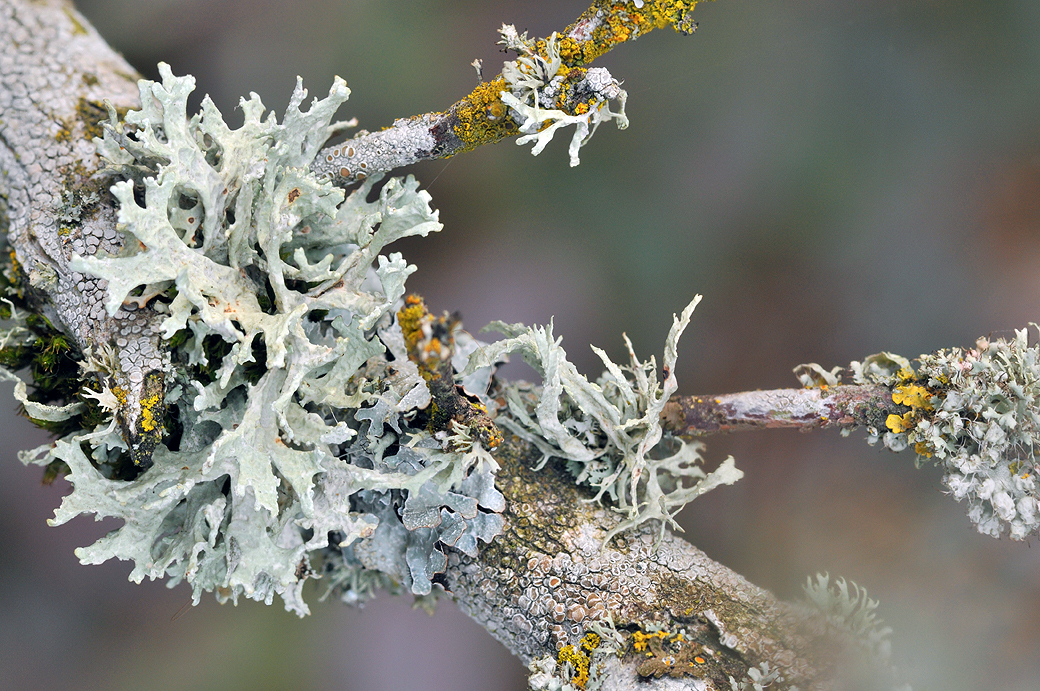 Moss + Lichen Branches
