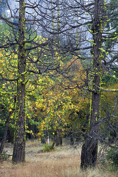 Yosemite NP - Mossy Pines 1