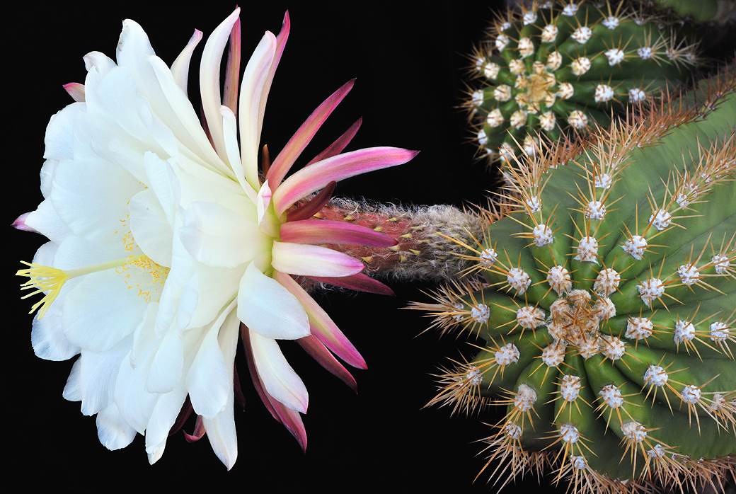 Echinopsis White - Single Blossom 2