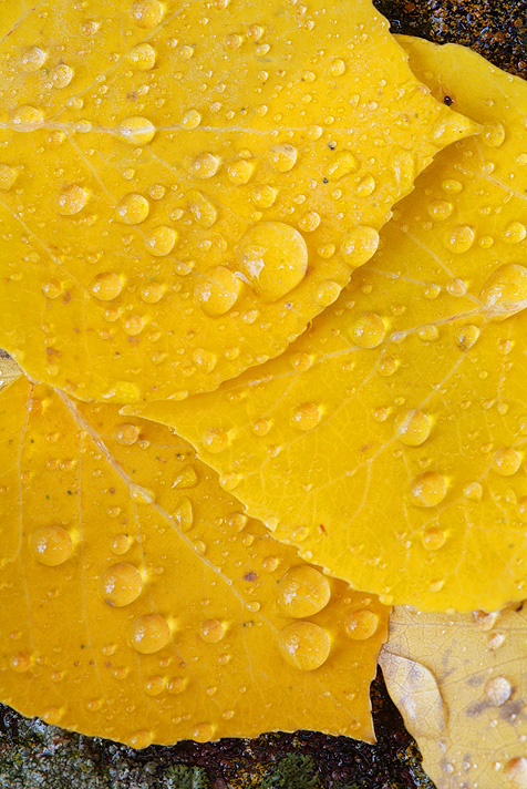 Rainy Aspen Leaves