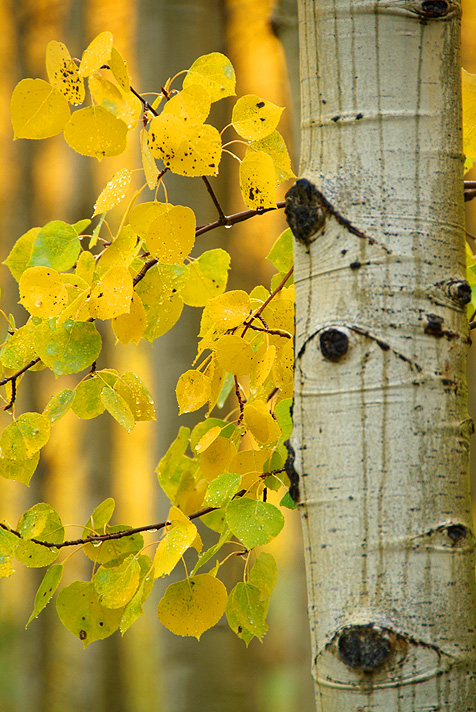 Rainy Aspen Trunk