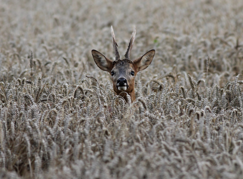 Ree / Roe Deer