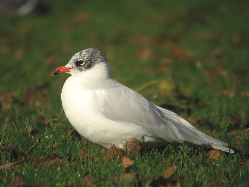 Zwartkopmeeuw / Mediterranean gull