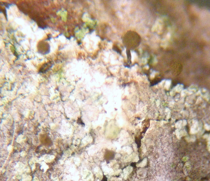 Stubble Lichens - Chaenothecopsis rubescens