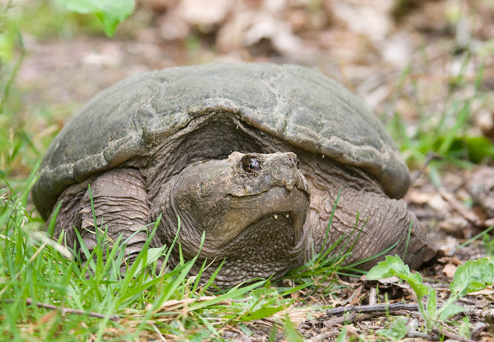 SnappingTurtle_S0T7985.jpg