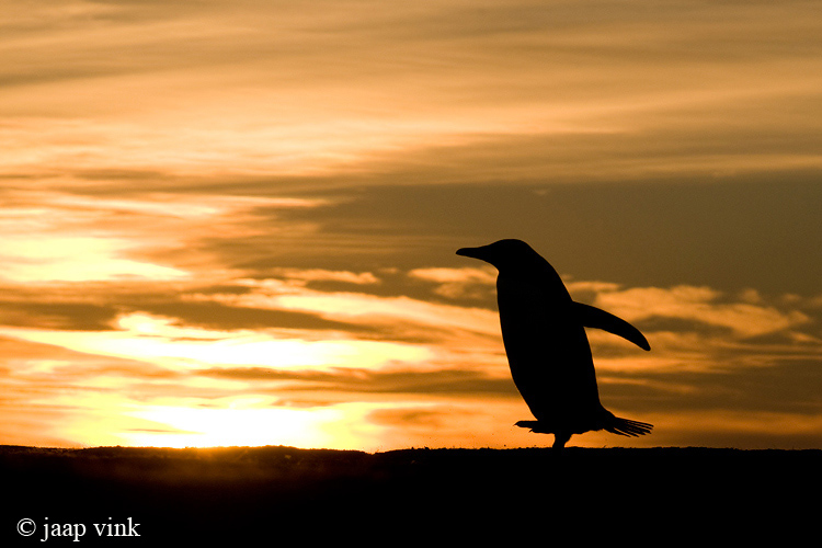 Gentoo Penguin - Ezelspingun - Pygoscelis papua