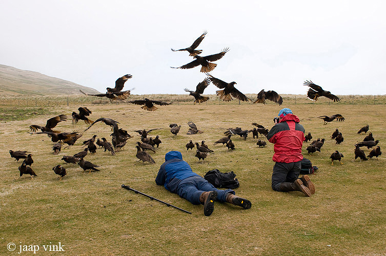 Striated Caracara - Falklandcaracara - Phalcoboenus australis
