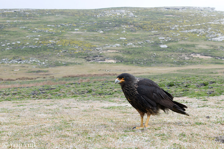 Striated Caracara - Falklandcaracara - Phalcoboenus australis