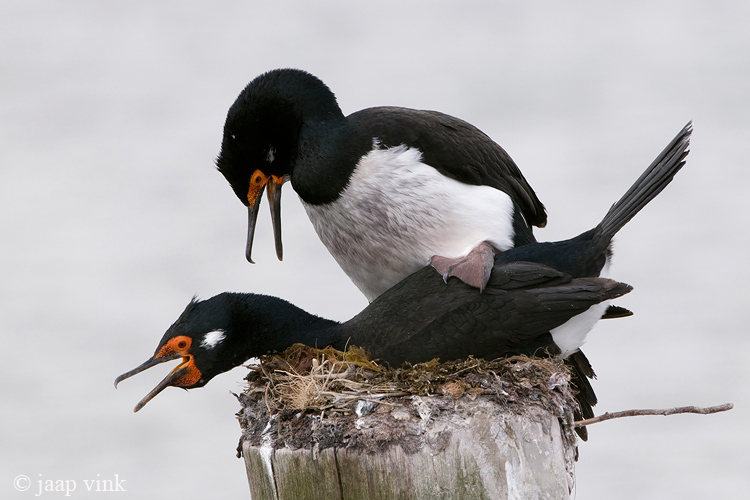 Rock Shag - Magelhaenaalscholver - Phalacrocorax magellanicus