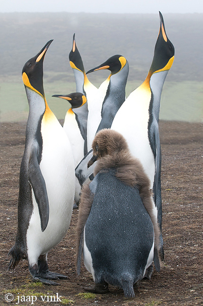 King Penguin - Koningspingun - Aptenodytes patagonicus