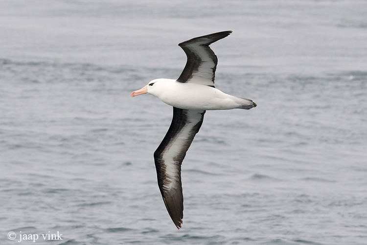 Black-browed Albatross - Wenkbrauwalbatros - Thalassarche melanophris