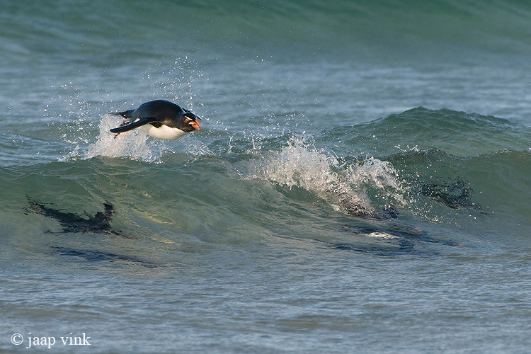 Rockhopper - Geelkuifpingun - Eudyptes chrysocome