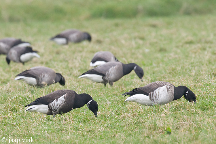 Three species of Brent Goose
