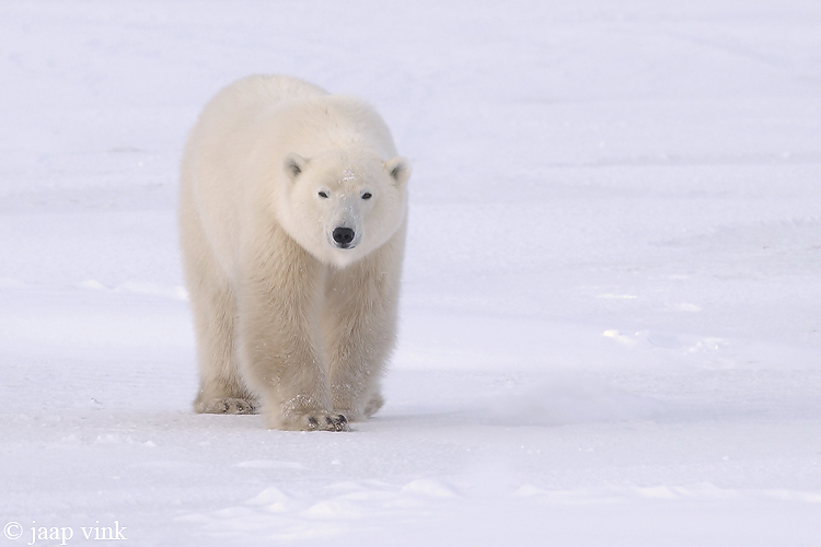 Polar Bear - IJsbeer - Ursus maritimus