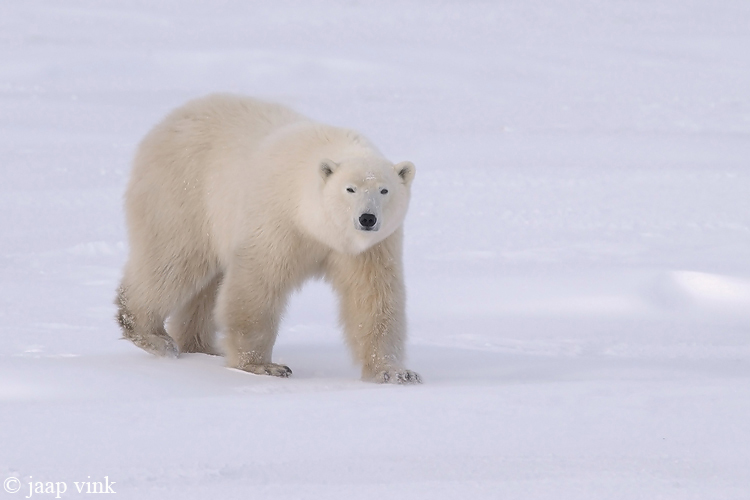 Polar Bear - IJsbeer - Ursus maritimus