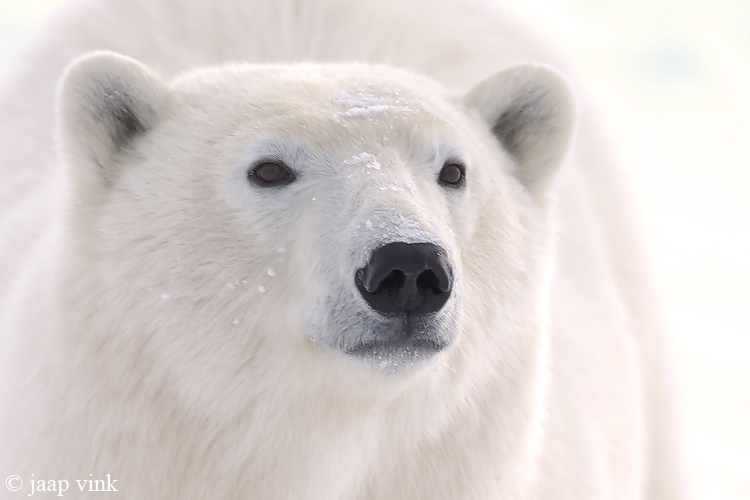 Polar Bear - IJsbeer - Ursus maritimus