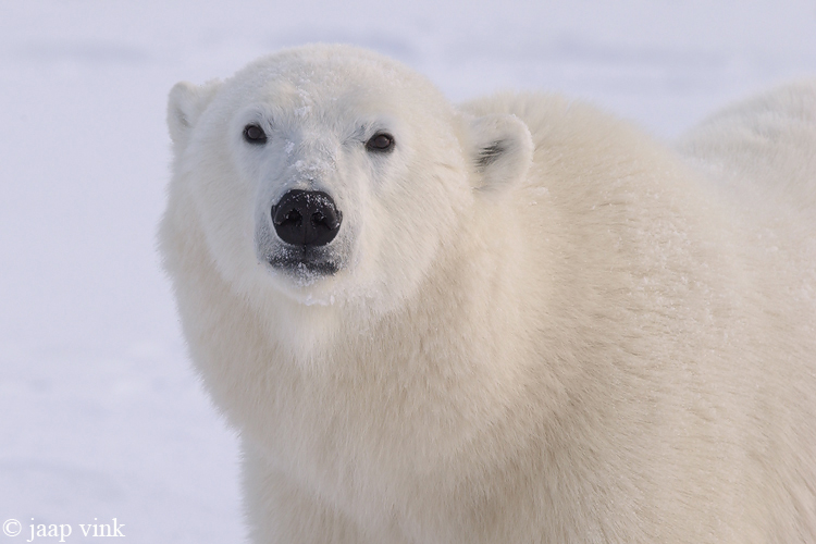 Polar Bear - IJsbeer - Ursus maritimus