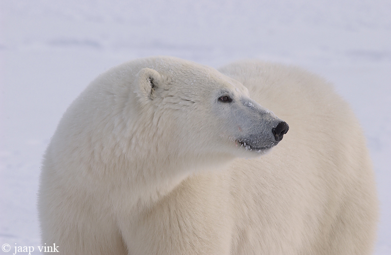 Polar Bear - IJsbeer - Ursus maritimus