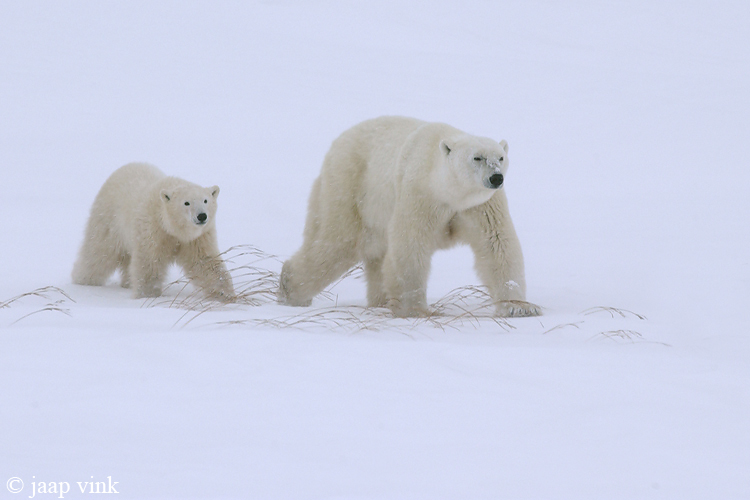 Polar Bear - IJsbeer - Ursus maritimus