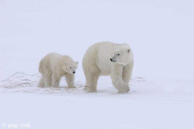 Polar Bear - IJsbeer - Ursus maritimus