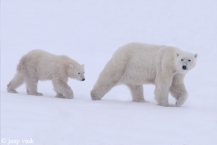 Polar Bear - IJsbeer - Ursus maritimus