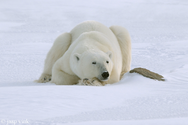 Polar Bear - IJsbeer - Ursus maritimus