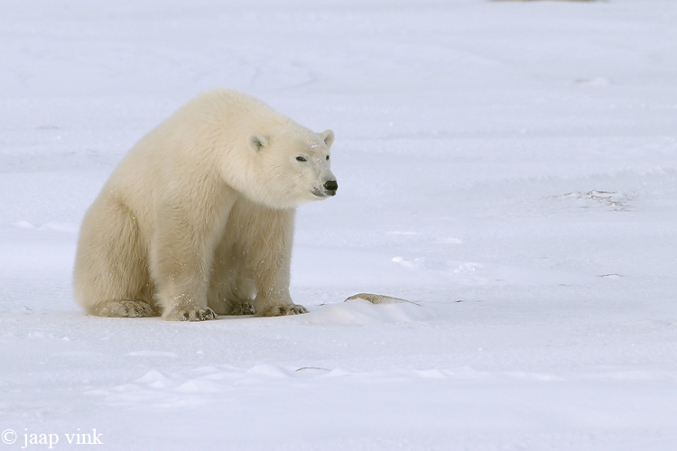 Polar Bear - IJsbeer - Ursus maritimus