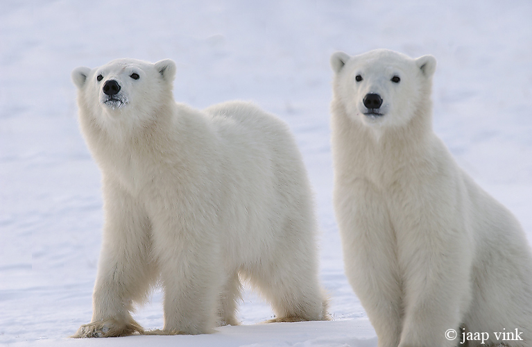 Polar Bear - IJsbeer - Ursus maritimus