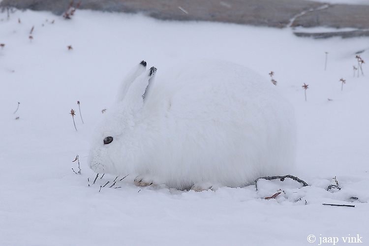 Arctic Hare - Poolhaas - Lepus arcticus