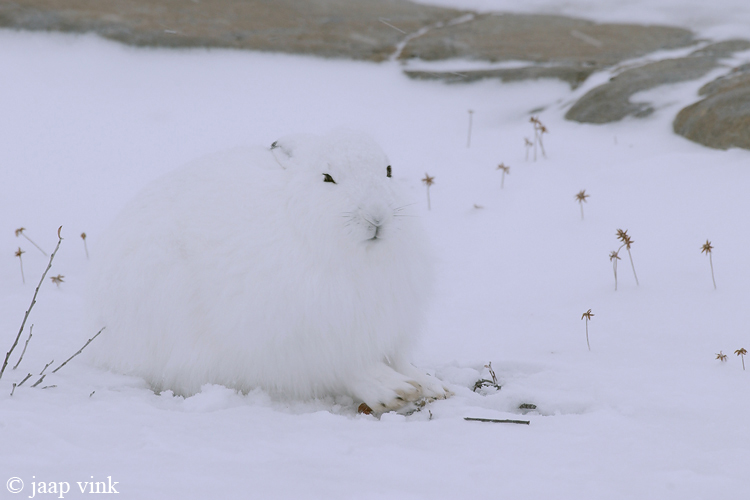 Arctic Hare - Poolhaas - Lepus arcticus