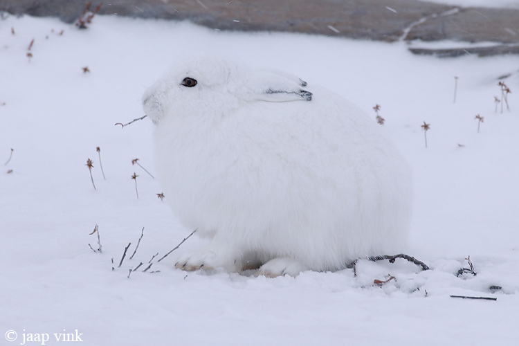 Arctic Hare - Poolhaas - Lepus arcticus