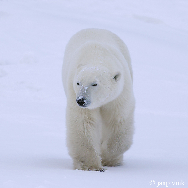 Polar Bear - IJsbeer - Ursus maritimus