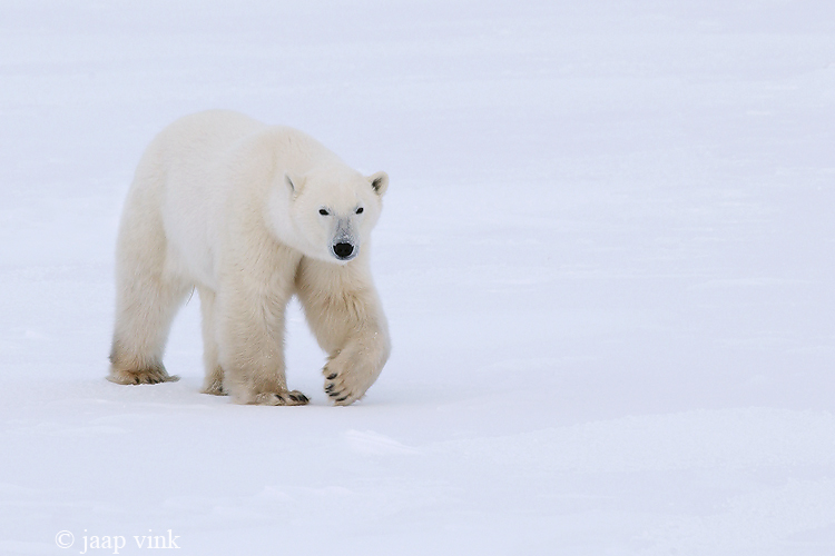 Polar Bear - IJsbeer - Ursus maritimus