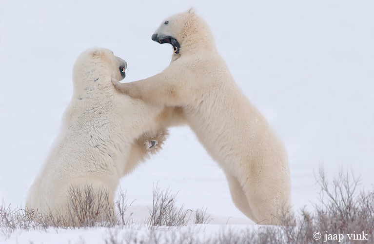 Polar Bear - IJsbeer - Ursus maritimus