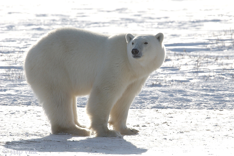 Polar Bear - IJsbeer - Ursus maritimus