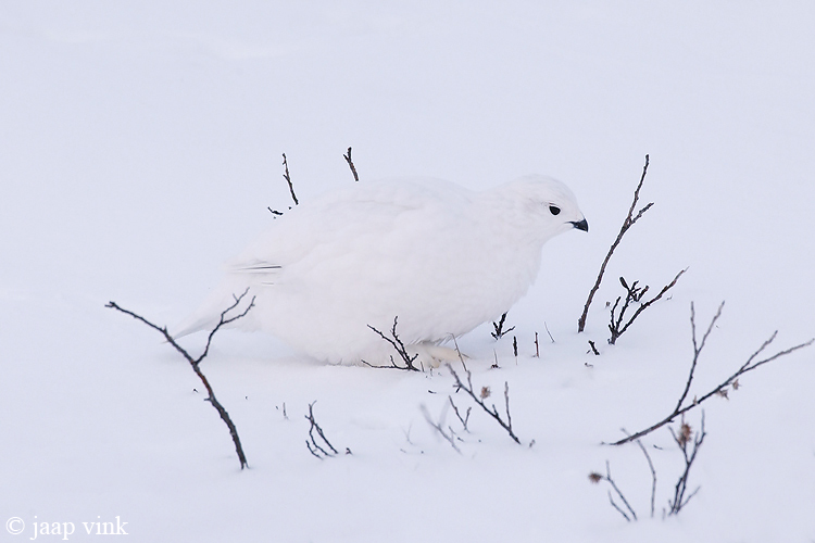 Willow Ptarmigan - Moerassneeuwhoen - Lagopus lagopus