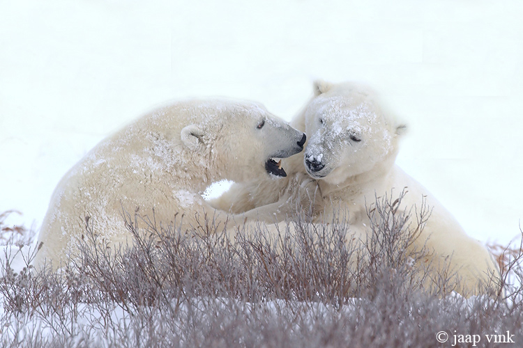 Polar Bear - IJsbeer - Ursus maritimus