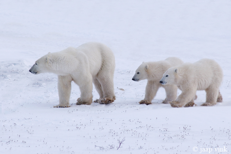 Polar Bear - IJsbeer - Ursus maritimus